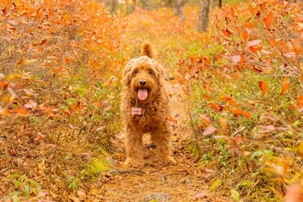 young miniature golden doodle enjoying off-leash on hiking trail in autumn weather.  3 year old female  F1 Minature Golden doodle.