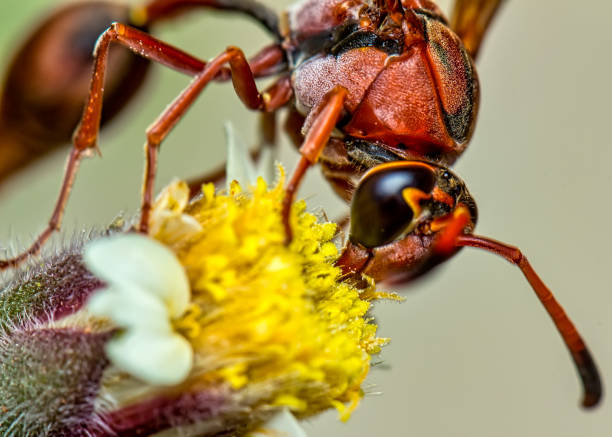 istock brown wasp pollinating Mexican daisy flower or tridax procumbens 1181695161