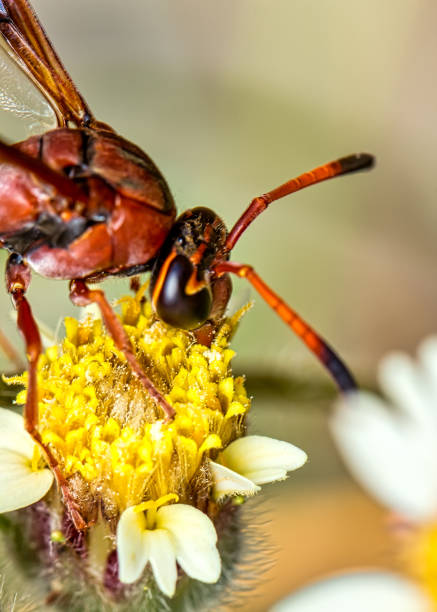 istock brown wasp pollinating Mexican daisy flower or tridax procumbens 1181695190