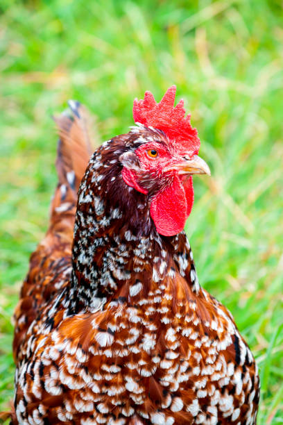istock Closeup spotted brown chiken, background with copy space 1181695222
