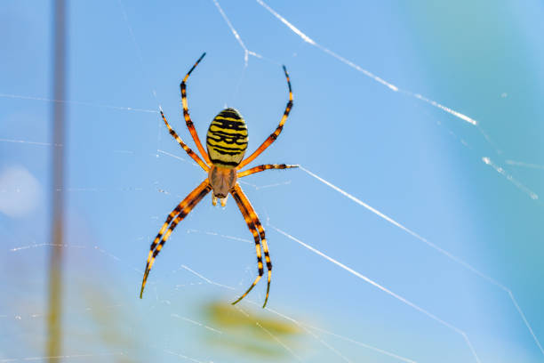 hinterleuchtete wespe spinne - ramble stock-fotos und bilder