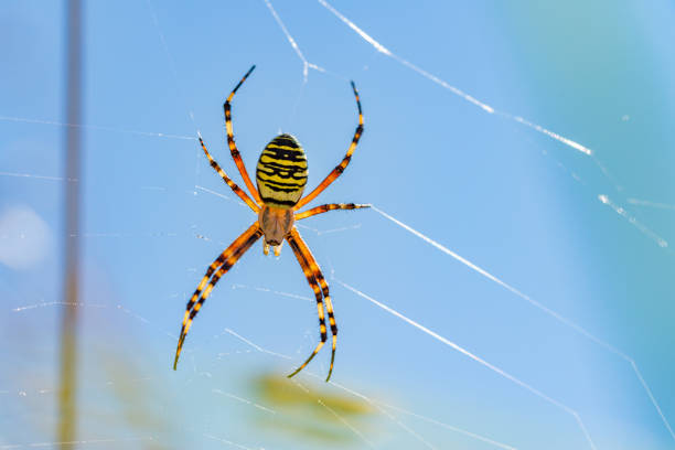 bakgrundsbelyst wasp spindel - getingspindel bildbanksfoton och bilder