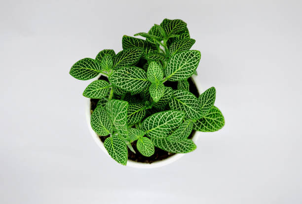 istock small indoor green plant in a white pot 1181695426