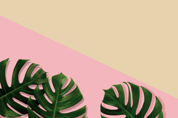 istock Tropical leaves monstera,green leaf with shadow on pink,sand color background.Flat lay,top view pastel color illustration tropical exotic leaf,design,invitation,backdrop,save the date space for text. 1181698286