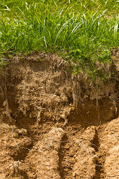 2,600+ Soil Profile Stock Photos, Pictures & Royalty-Free Images - iStock