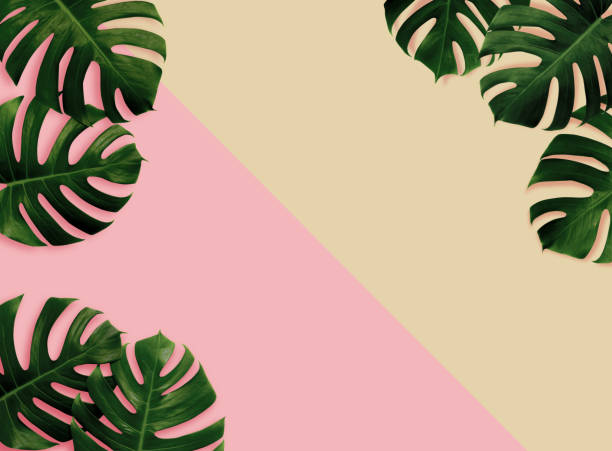 istock Tropical leaves monstera,green leaf with shadow on pink,sand color background.Flat lay,top view pastel color illustration tropical exotic leaf,design,invitation,backdrop,save the date space for text. 1181700275