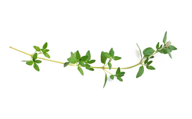 istock One sprig of fresh green thyme 1181701303