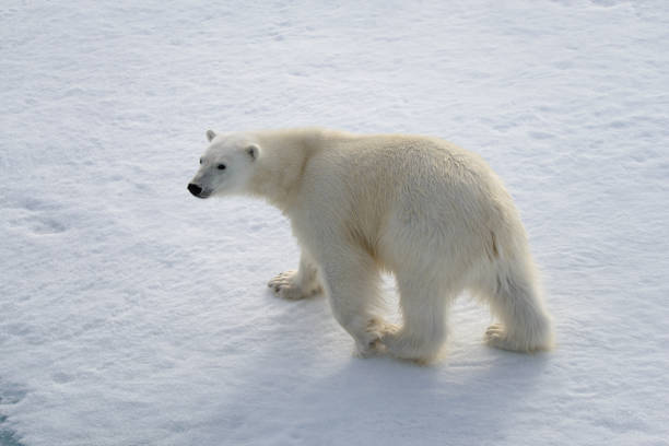 istock Wild polar bear on pack ice in Arctic 1181701949