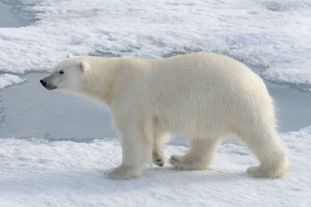 istock Wild polar bear on pack ice in Arctic 1181702239