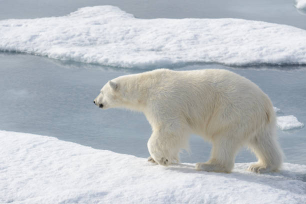 istock Wild polar bear on pack ice in Arctic 1181702495