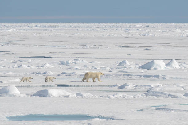 istock Wild polar bear (Ursus maritimus) mother and cub on the pack ice 1181702527
