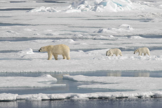 istock Wild polar bear (Ursus maritimus) mother and cub on the pack ice 1181702547