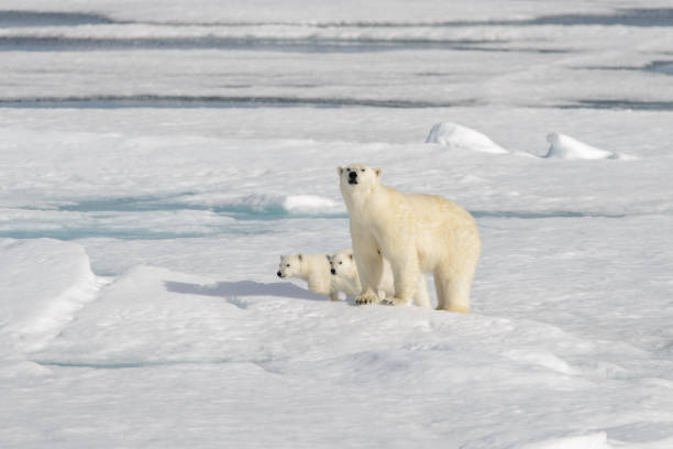 istock Wild polar bear (Ursus maritimus) mother and cub on the pack ice 1181702562
