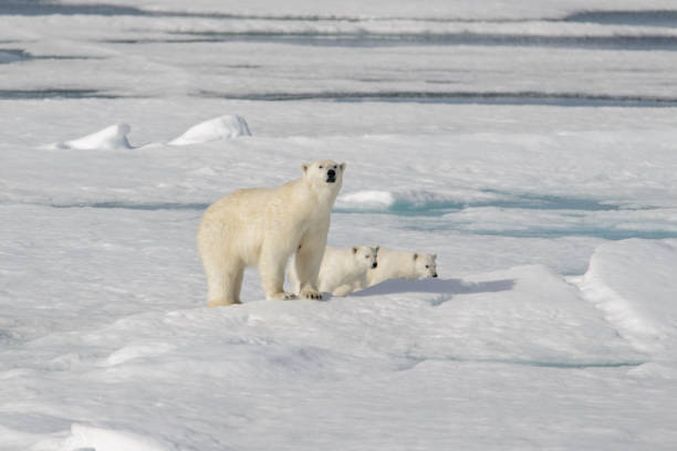 istock Wild polar bear (Ursus maritimus) mother and cub on the pack ice 1181702577