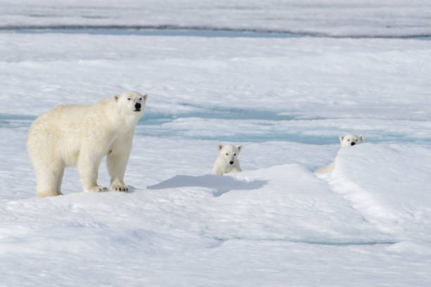 istock Wild polar bear (Ursus maritimus) mother and cub on the pack ice 1181702594