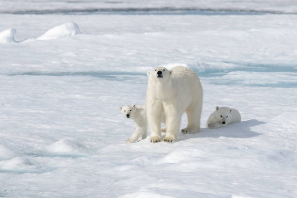 Wild polar bear (Ursus maritimus) mother and cub on the pack ice stock photo