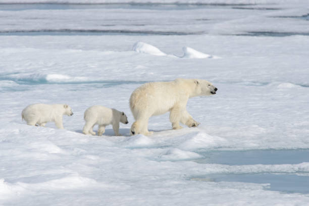 istock Wild polar bear (Ursus maritimus) mother and cub on the pack ice 1181702633