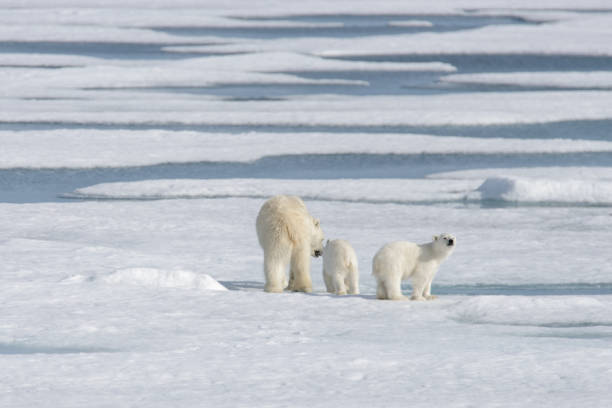 istock Wild polar bear (Ursus maritimus) mother and cub on the pack ice 1181702652