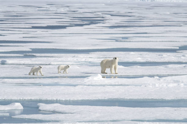 istock Wild polar bear (Ursus maritimus) mother and cub on the pack ice 1181702666