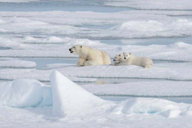 istock Wild polar bear (Ursus maritimus) mother and cub on the pack ice 1181702683