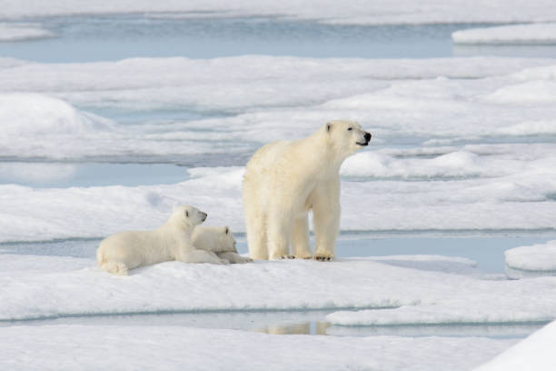 istock Wild polar bear (Ursus maritimus) mother and cub on the pack ice 1181702693