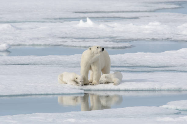 istock Wild polar bear (Ursus maritimus) mother and cub on the pack ice 1181702721