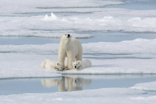 istock Wild polar bear (Ursus maritimus) mother and cub on the pack ice 1181702733