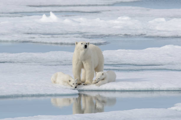 istock Wild polar bear (Ursus maritimus) mother and cub on the pack ice 1181702743