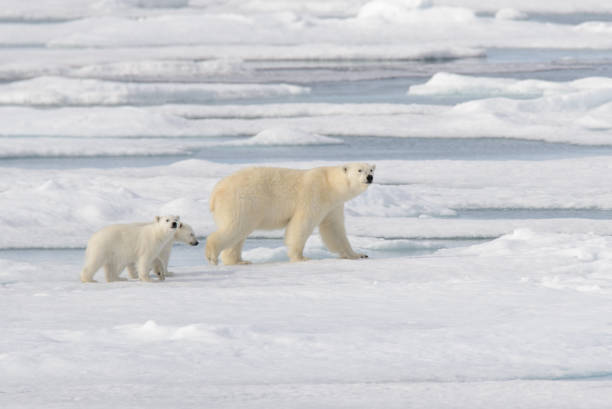 istock Wild polar bear (Ursus maritimus) mother and cub on the pack ice 1181702768