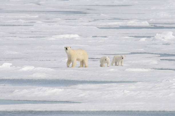 istock Wild polar bear (Ursus maritimus) mother and cub on the pack ice 1181702774
