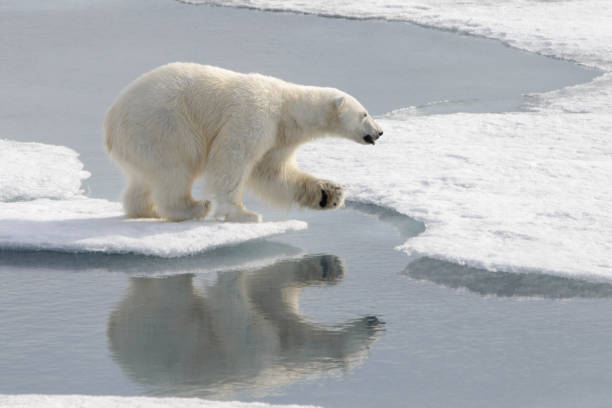istock Wild polar bear on pack ice in Arctic 1181702782