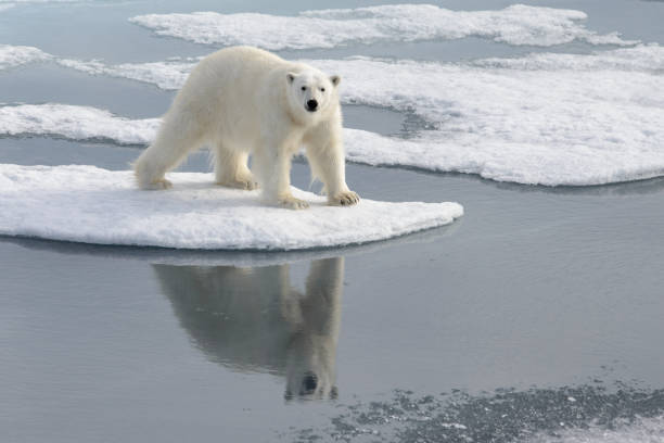 Wild polar bear on pack ice in Arctic stock photo