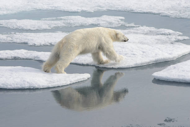 istock Wild polar bear on pack ice in Arctic 1181702823