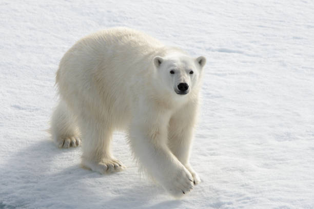 Wild polar bear on pack ice in Arctic stock photo