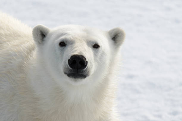 Polar bear's (Ursus maritimus) head close up stock photo