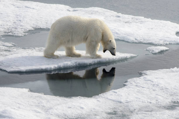 Wild polar bear on pack ice in Arctic