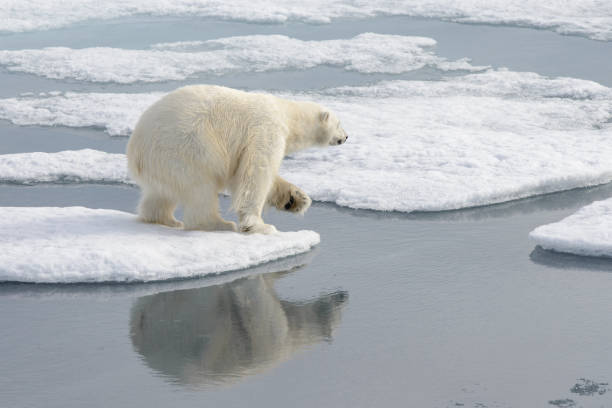 istock Wild polar bear on pack ice in Arctic 1181702901
