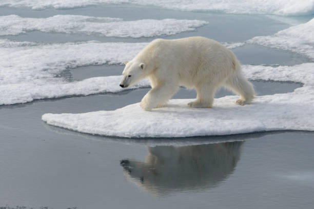 istock Wild polar bear on pack ice in Arctic 1181702912