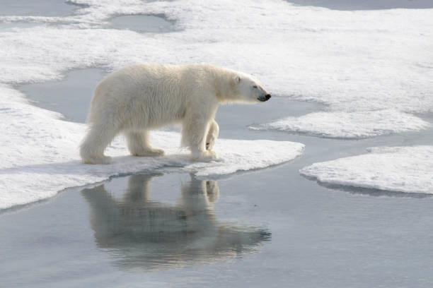 istock Wild polar bear on pack ice in Arctic 1181702923