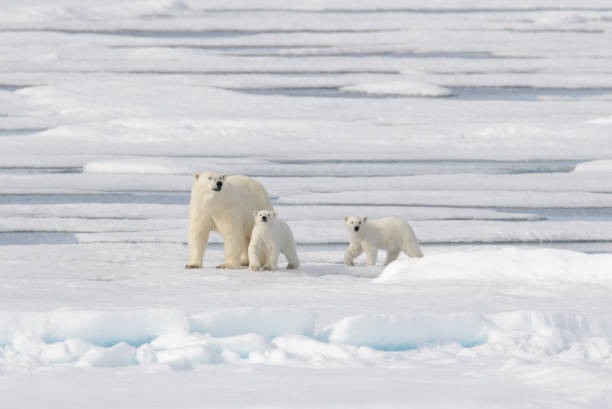 istock Wild polar bear (Ursus maritimus) mother and cub on the pack ice 1181702931