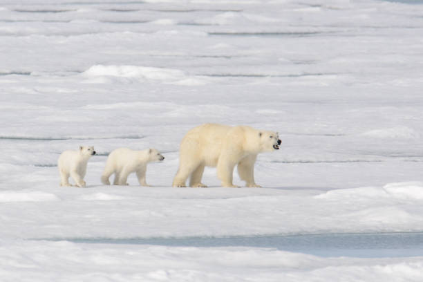 istock Wild polar bear (Ursus maritimus) mother and cub on the pack ice 1181702940