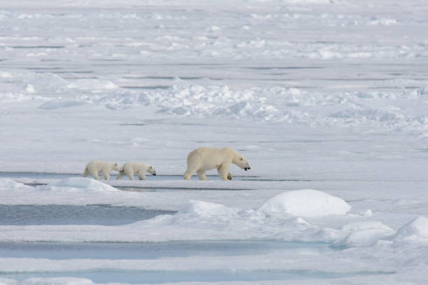 istock Wild polar bear (Ursus maritimus) mother and cub on the pack ice 1181702964