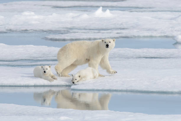 istock Wild polar bear (Ursus maritimus) mother and cub on the pack ice 1181703019