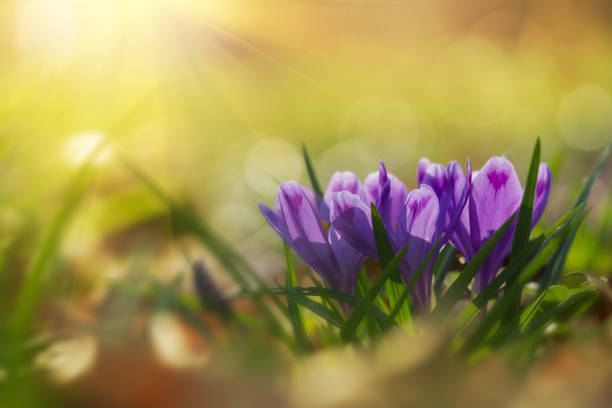 istock Fairytale sunlight on spring flower crocus. View of magic blooming spring flowers crocus growing in wildlife. Majestic colors of spring flower crocus 1181703055