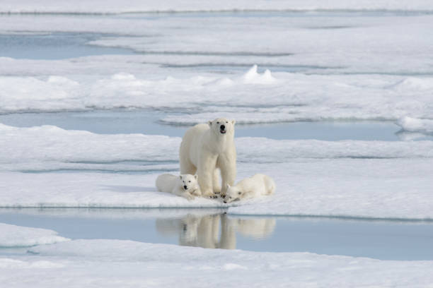 istock Wild polar bear (Ursus maritimus) mother and cub on the pack ice 1181703059