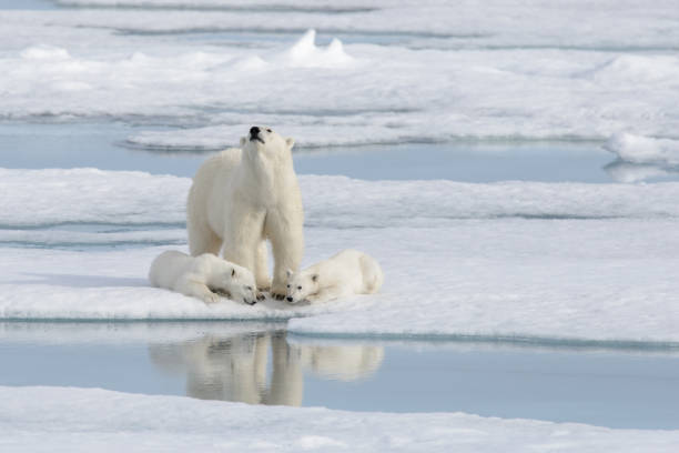 istock Wild polar bear (Ursus maritimus) mother and cub on the pack ice 1181703082
