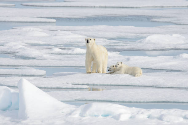 istock Wild polar bear (Ursus maritimus) mother and cub on the pack ice 1181703156