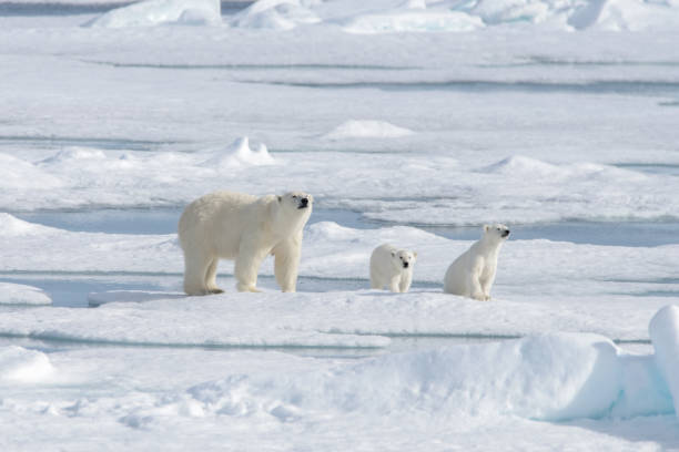 istock Wild polar bear (Ursus maritimus) mother and cub on the pack ice 1181703182