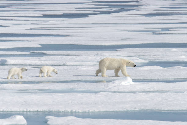 istock Wild polar bear (Ursus maritimus) mother and cub on the pack ice 1181703226
