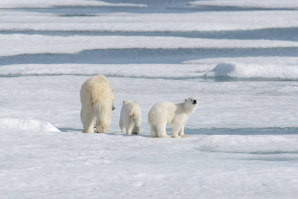 istock Wild polar bear (Ursus maritimus) mother and cub on the pack ice 1181703252